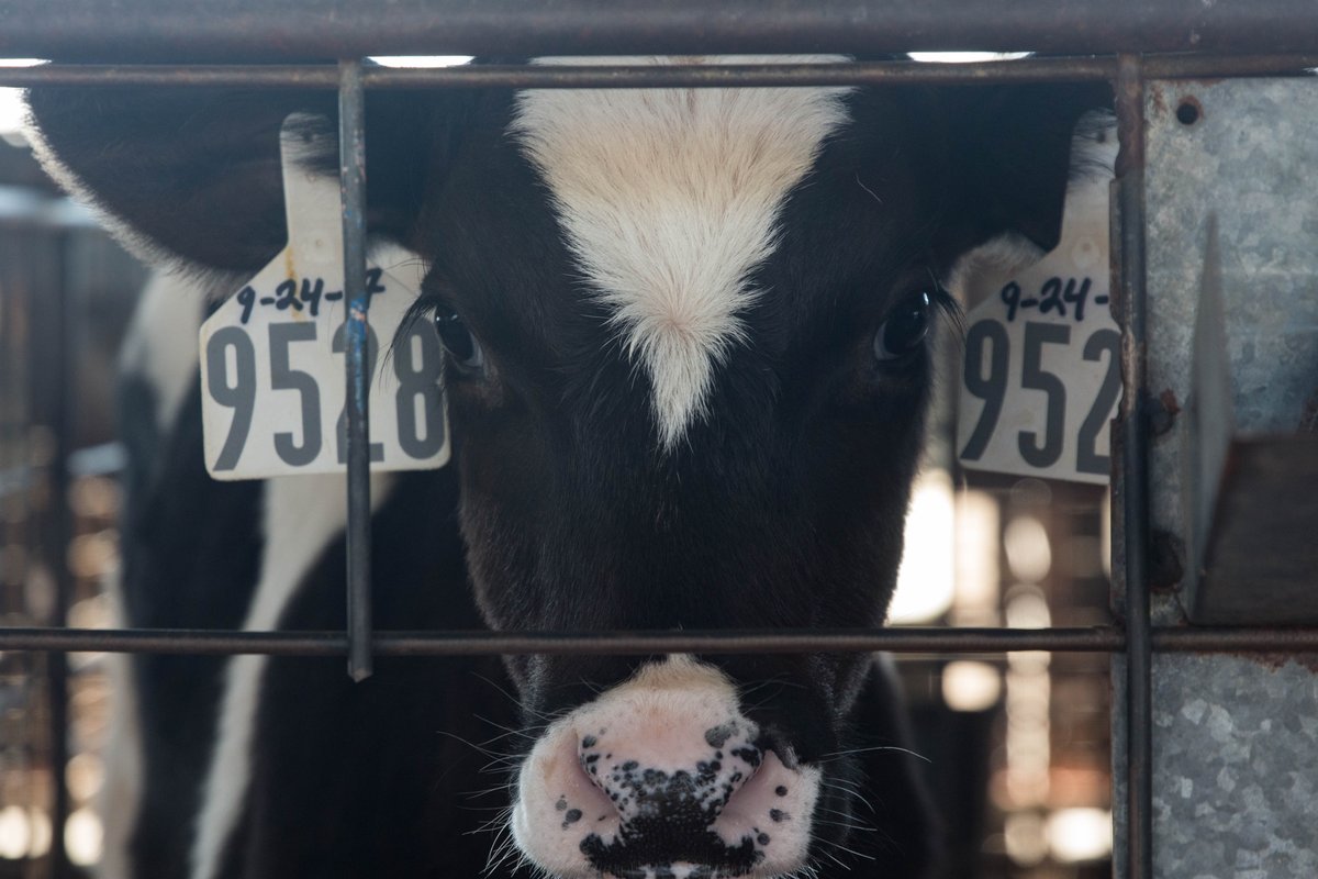TyninFries's tweet photo. Big fan of spending the day taking pictures of cows. These little guys are from Kerr Family Dairy. https://t.co/cZjIgWxq8r
