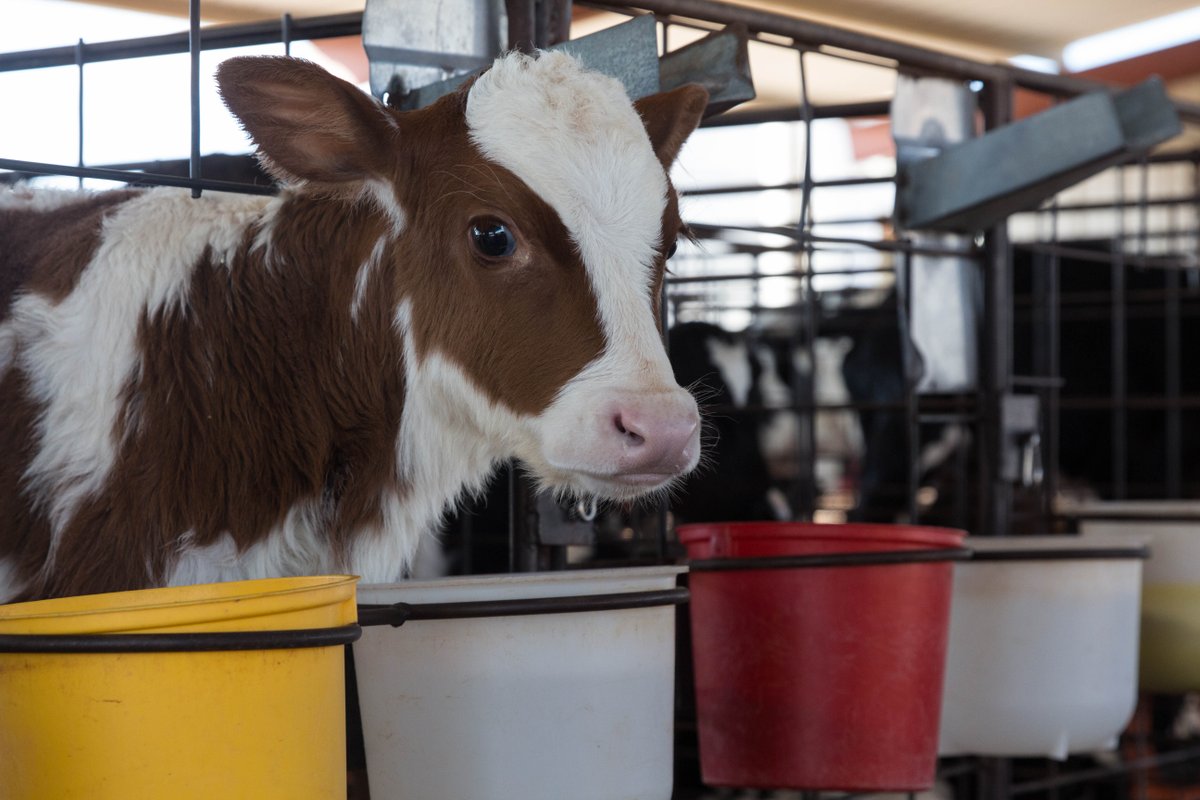 TyninFries's tweet photo. Big fan of spending the day taking pictures of cows. These little guys are from Kerr Family Dairy. https://t.co/cZjIgWxq8r