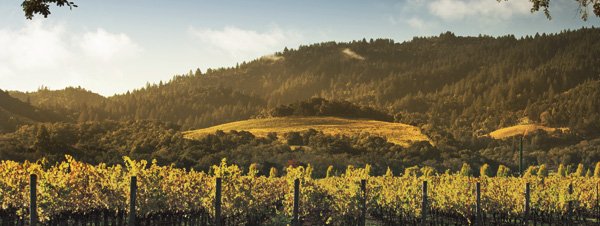 Help us raise money for a good cause &amp; Purchase tickets to Wine for the People. This is something small you can do from afar. If you can’t make the event Thursday, next time you go shopping for wine make sure it comes from Napa or Sonoma County!
Tickets: goo.gl/hqizos
