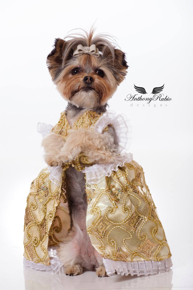 AnthonyRubio01's tweet photo. Canine Couture by Anthony Rubio
Model: @Liv_Morkie
Photo by Jeff Linett
#DogFashion #DailyFluff #WeeklyFluff #WHPpetproject #Yorkie #PetFashion #FashionPhotography https://t.co/W7S6epF1Nc