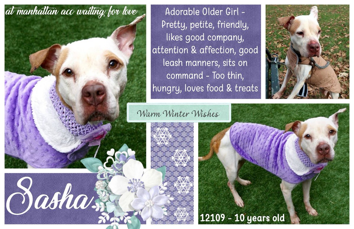 gaviota330's tweet photo. SASHA
https://t.co/IJG2tLYwsj
#NYC KILL TARGET
VERY SWEET LADY
FRIENDLY
WELL BEHAVED
EMACIATED
LOVABLE PERSONALITY
SO MUCH LOVE TO GIVE
MSG
https://t.co/pV3hfOX4Qp
#FOSTRING IS FREE
ADOPTABLE
CAN BE RESERVED ON LINE
HELPDOGS@URGENTPODR.ORG
#NYC ACC STARTS DAILY KILLS AFTER NOON. https://t.co/ta2s4tGFOe