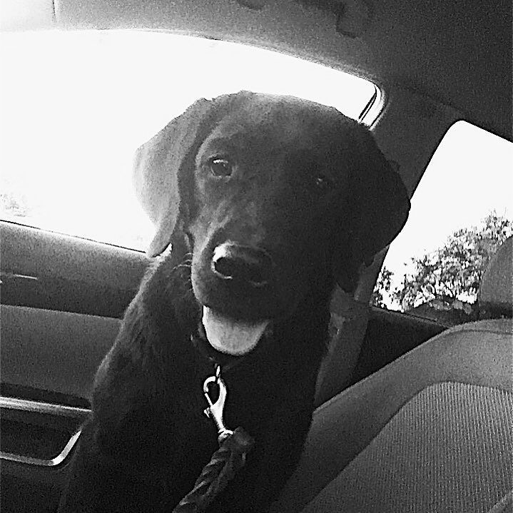 LifeUnleashedK9's tweet photo. my lab rides shotgun 🚗 🐶 DM to learn more about Poppy and her training!  #LifeWithPoppy https://t.co/xGf87m8Emy