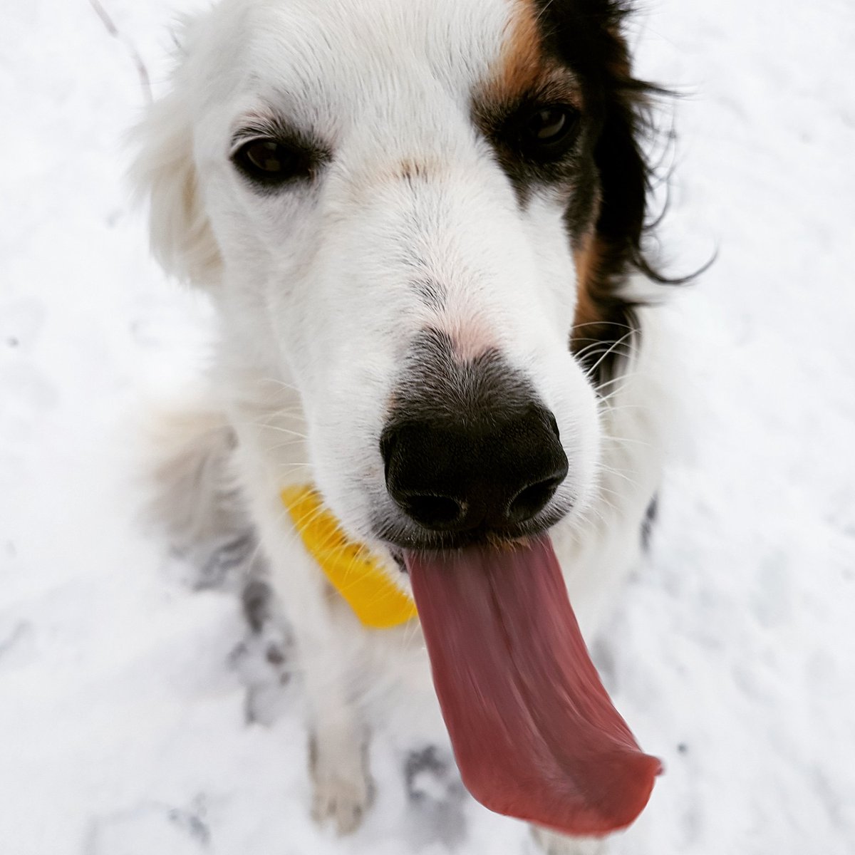 borderKyle's tweet image. Happy Tongue Out Tuesday puppers! 
#tot