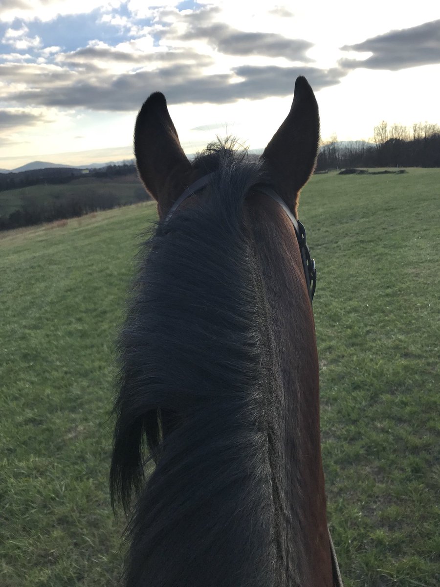 skeens_eventing's tweet photo. #BofBNextTopRider #beautiful #rocmaster #horse https://t.co/6nuW7pz17q