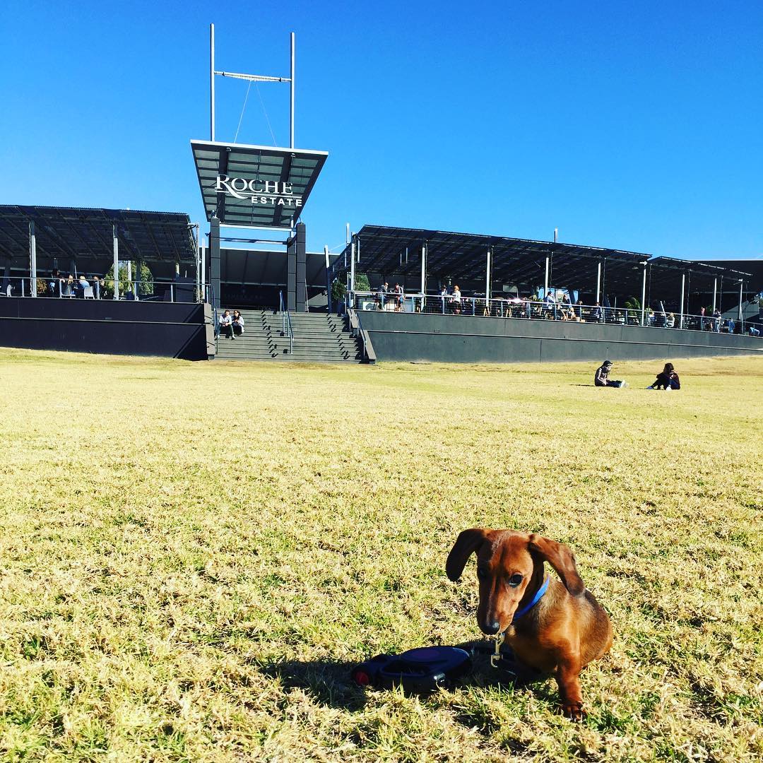 rocheestate's tweet photo. The countdown is on! In 3 DAYS the Roche Estate stage will be set for @Freaks4Live! Who is coming?!
Doug the Daschund is ready. 🐕 #livetheband #LIVE #RocheEstate #ThirstyMerc #Lifehouse #TheCalling https://t.co/CJXGeAMTV9