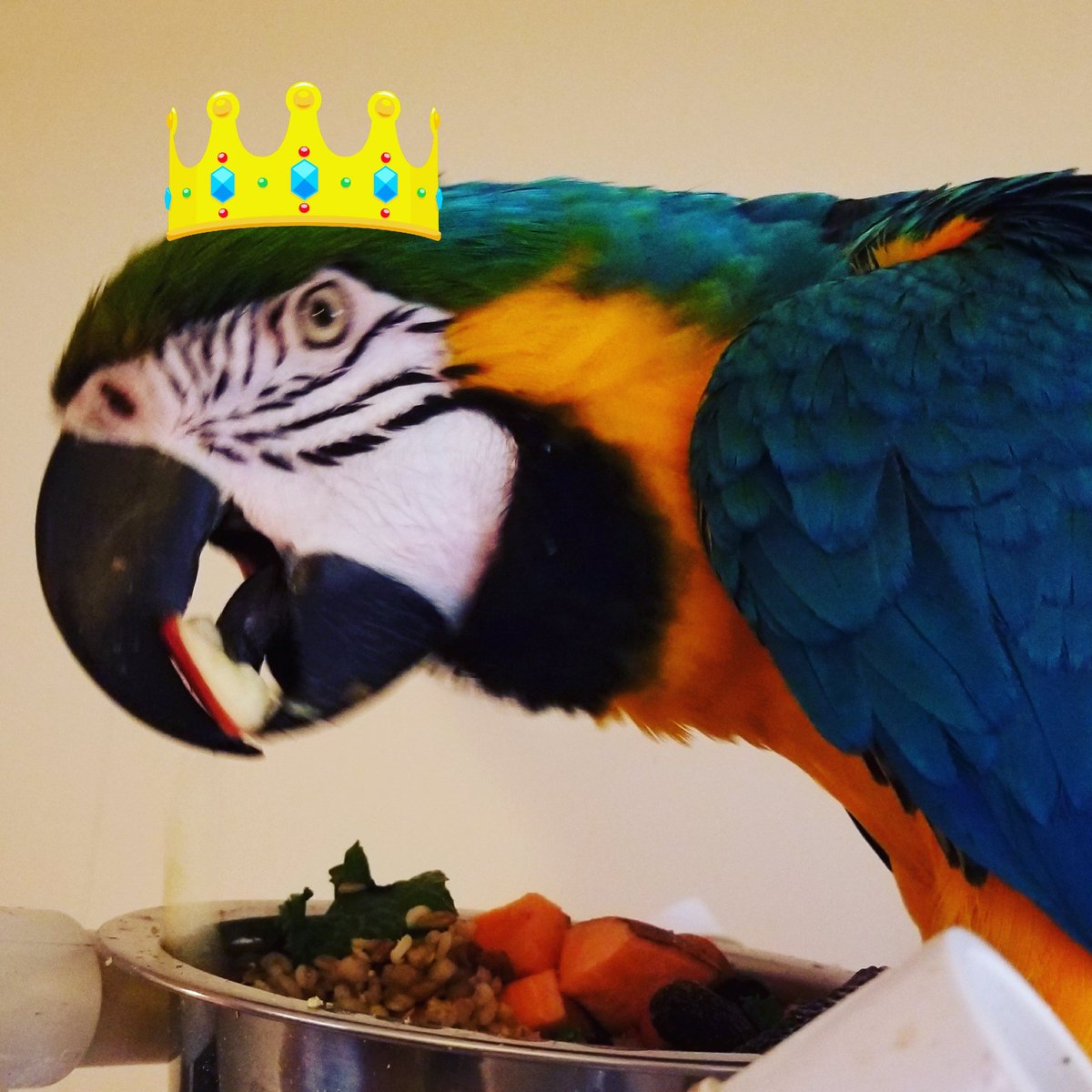 MaxMacaw's tweet photo. King Mr max the macaw TV #MACAWLIFE uploading a new video in 10 min. Max had a shower b4 bed.
#subway #cleanwater #BedtimeRoutine https://t.co/de9gaQV4ie
