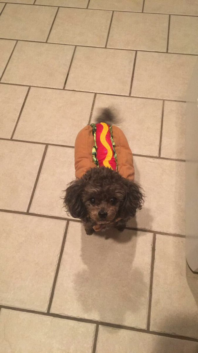 dnking95's tweet photo. HotDOG its gameday! bridgete supports the pack! #tuffysteam https://t.co/jySEhSMolx