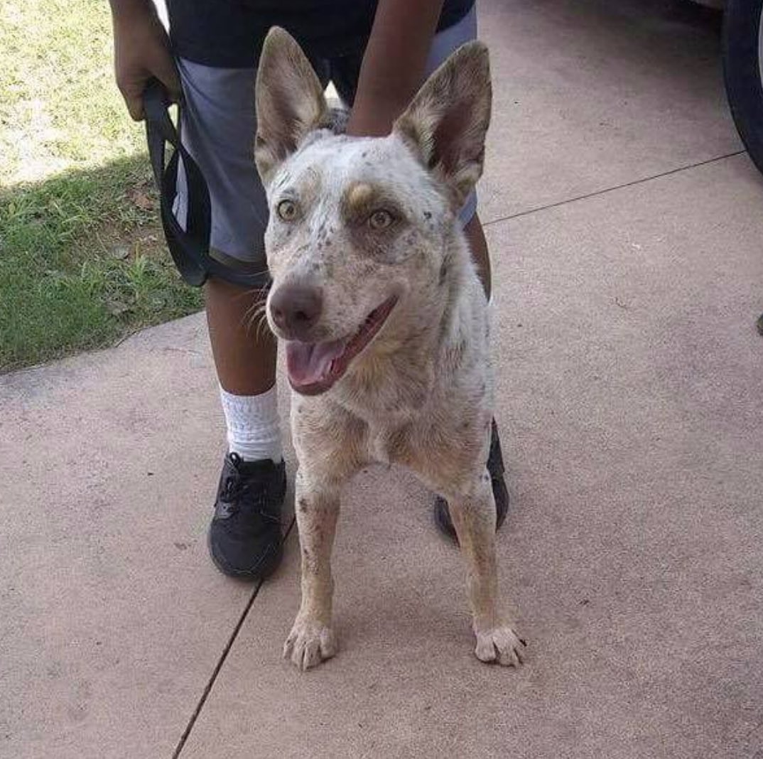 RedemptionPaws's tweet image. This 8 month old girl is a “golden heeler mix” looking for a home in #toronto apply on our site !