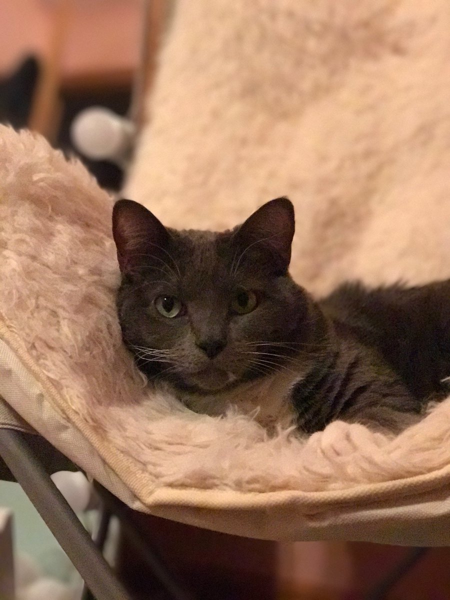 hinrees's tweet photo. @NHSCats Rudy was adopted from NHS December 2011 ♥️ #FeatureMyCat https://t.co/u9DrmAVSbr