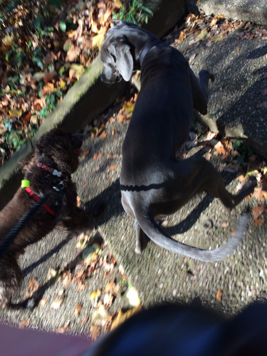 BozzieH's tweet photo. Took @hamlettcae for run 86  #BozRun2017  saw @kingsheathpark getting ready for #LanternFestival then ran to @CotteridgePark via Sparkhill and was joined by pal Otis (a Weimaraner)! Raising money for @CAESSR https://t.co/fZB1Kbw3fq https://t.co/FLUUhO7xOq