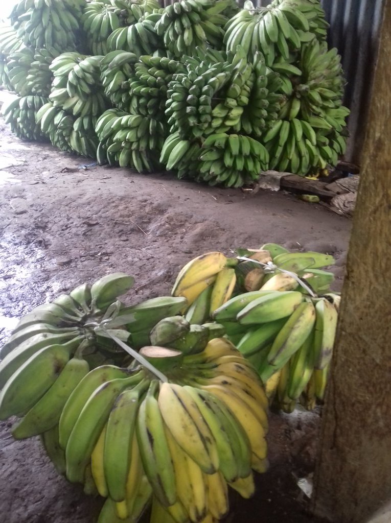 PISANG GORENG KREMES SELIMUT MADU SUSU KEJU COKLAT NANGKA ALA by. Zaen Nova PercetakaN Kwsan jl. Lap Tenis 99 Srengseng KembangaN Jak-bar