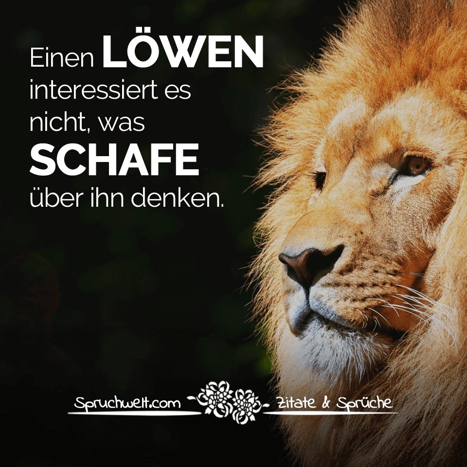 Spruchwelt Zitate Spruche No Twitter Einen Lowen Interessiert Es Nicht Was Schafe Uber Ihn Denken Motivation T Co 4pt24gqa