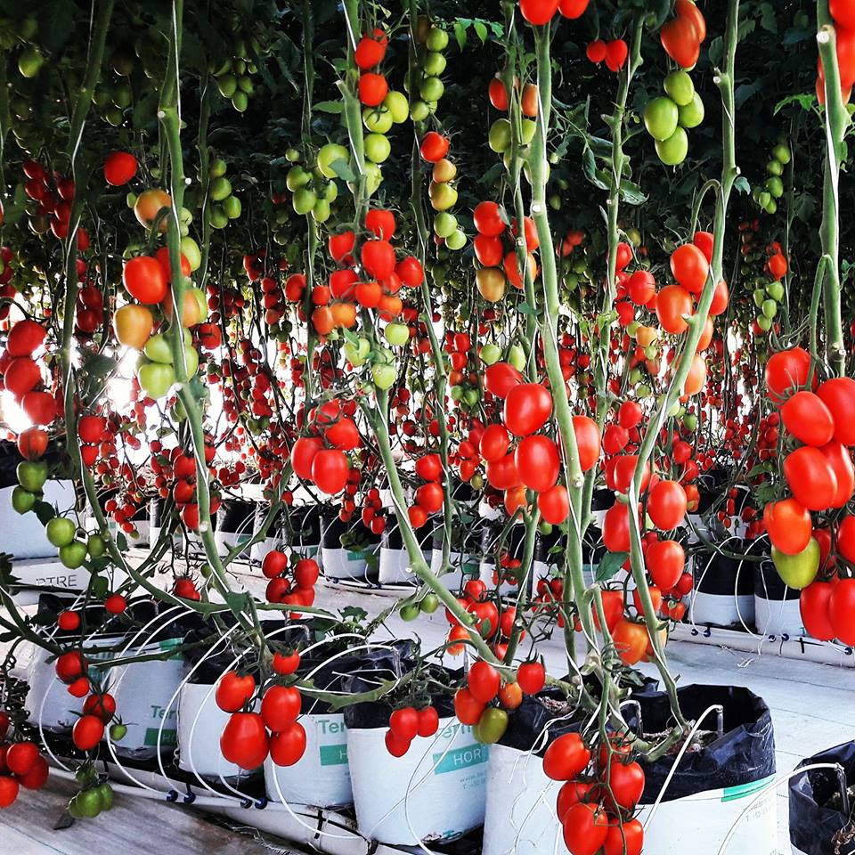 Visita nuestro Invernadero en Expo Agro Alimentaria 2017. Sustratos 100% Perlita.