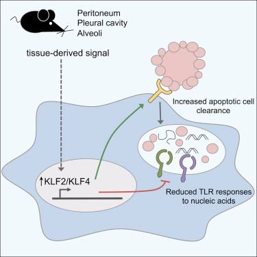 mmw_lmw's tweet photo. #TissueResident #Macrophage | KLF2 & KLF4 control the silent clearance of #ApoptoticCells | GregBarton @UCBerkeley @immunityCP https://t.co/AtWkOXzXsu https://t.co/k7480ngGUZ