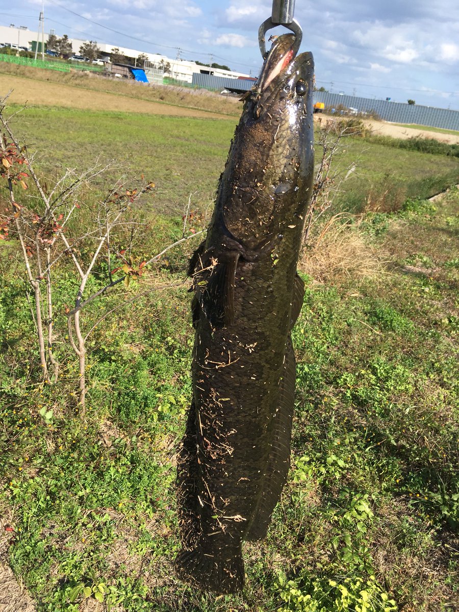 Suzuki Aj Pa Twitter 中津市でライギョ釣り 第1投で過去最大記録の75センチをゲット ビッグバイト ライギョ釣り ビッグバイト ナマズ釣り