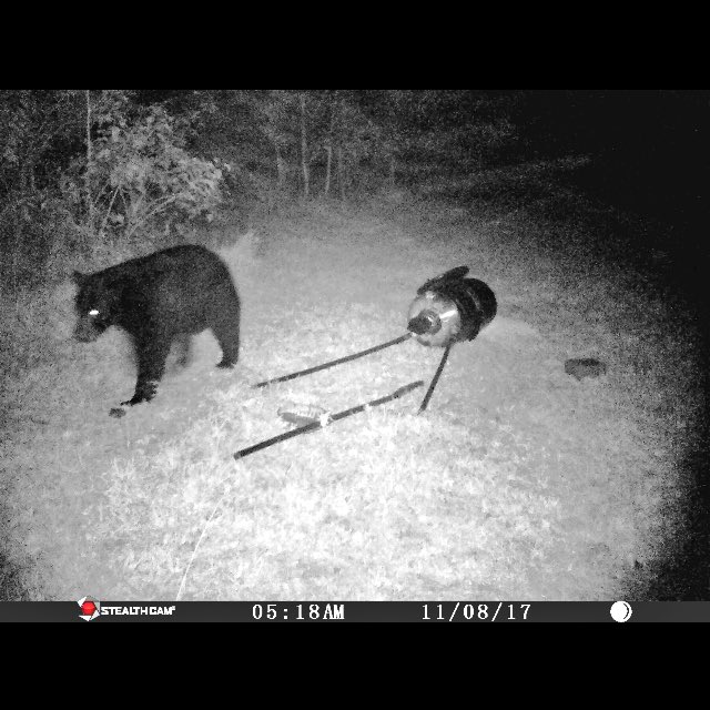 meatgonebad's tweet photo. Bear happening. https://t.co/ibd0KYgZj0