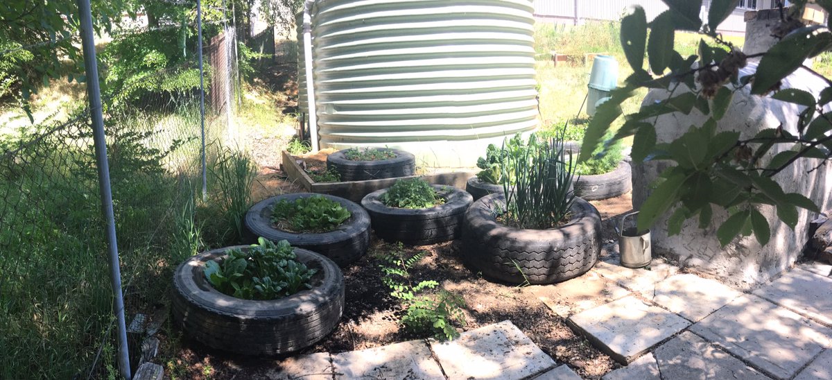 YassHighSchool's tweet image. Our @SAKGF Kitchen Garden is harvesting a bounty for our Year 8 Food Technology class. Now we are planning a dish to prepare for our #sharedTable. @YassHighTech @NSWEducation @yhsag1