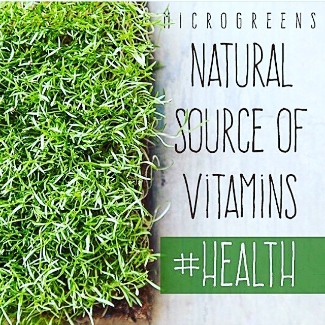 semerucogreen's tweet photo. Eat microgreens in some of your meals it is and excellent sources of vitamins... eat pure #microgreensgreen #eatcl… https://t.co/nZQSAVUk8G https://t.co/sy6Gwu8Yzg