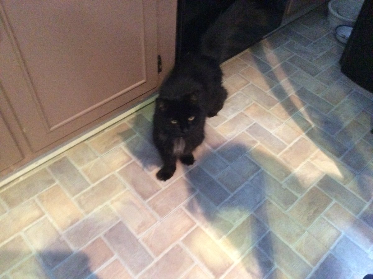 SharpFin2004's tweet image. #CurePetCancer2017