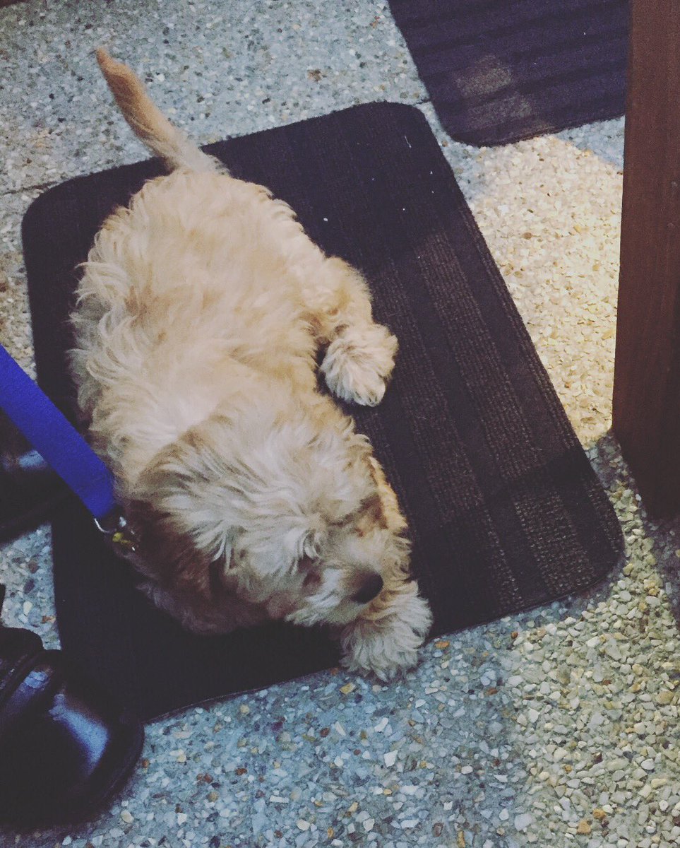 PatsPerth's tweet image. perthdogs #cutepuppies #picoftheday #dogsaroundperth #dogtrainer #puppyschool #puppytraining #perthdogs #perthdogtrainer #dogsofinstagram #doggos #perthdogsofinstagram