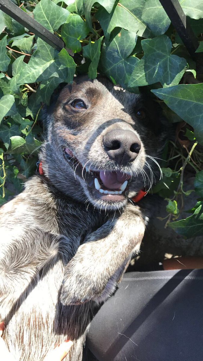HeskettEmely's tweet photo. "Happy pups are the prettiest pups"- Pawdrey Hepbone 
#pbaby💙 https://t.co/8u9aVChp0N