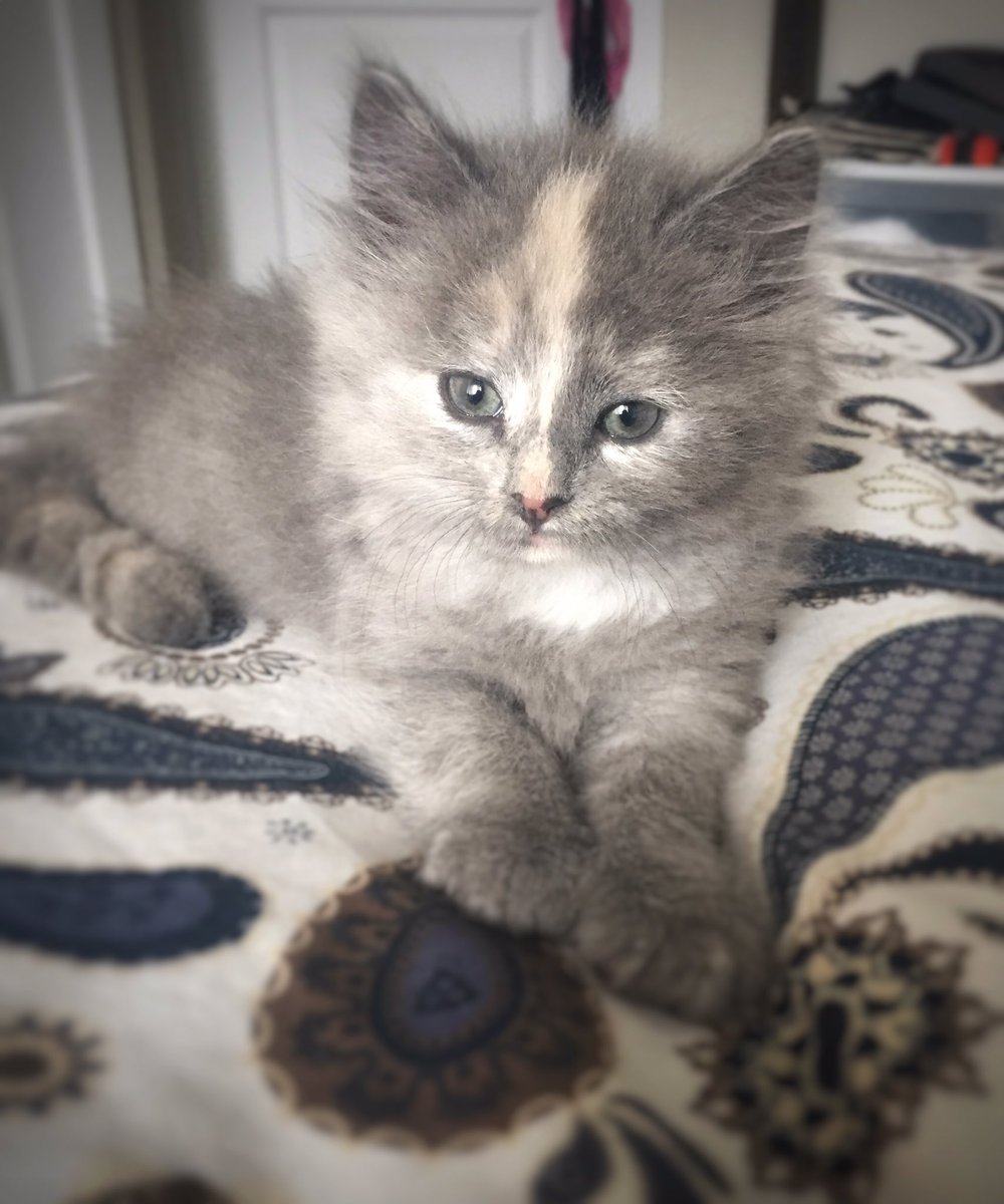 monica_golab's tweet photo. These two are my Foster kittens available for adoption. The grey one is a female (Amber) and the black one is a male (Umbry). They are available through Paws in Need. Message me for details 💕
#adoptdontshop #rescuebabies #pawsinneed https://t.co/bmNMaYofH0