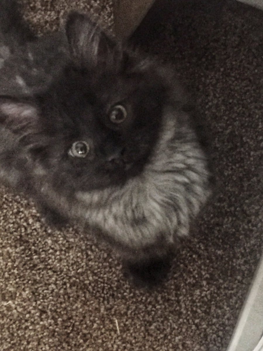 monica_golab's tweet photo. These two are my Foster kittens available for adoption. The grey one is a female (Amber) and the black one is a male (Umbry). They are available through Paws in Need. Message me for details 💕
#adoptdontshop #rescuebabies #pawsinneed https://t.co/bmNMaYofH0