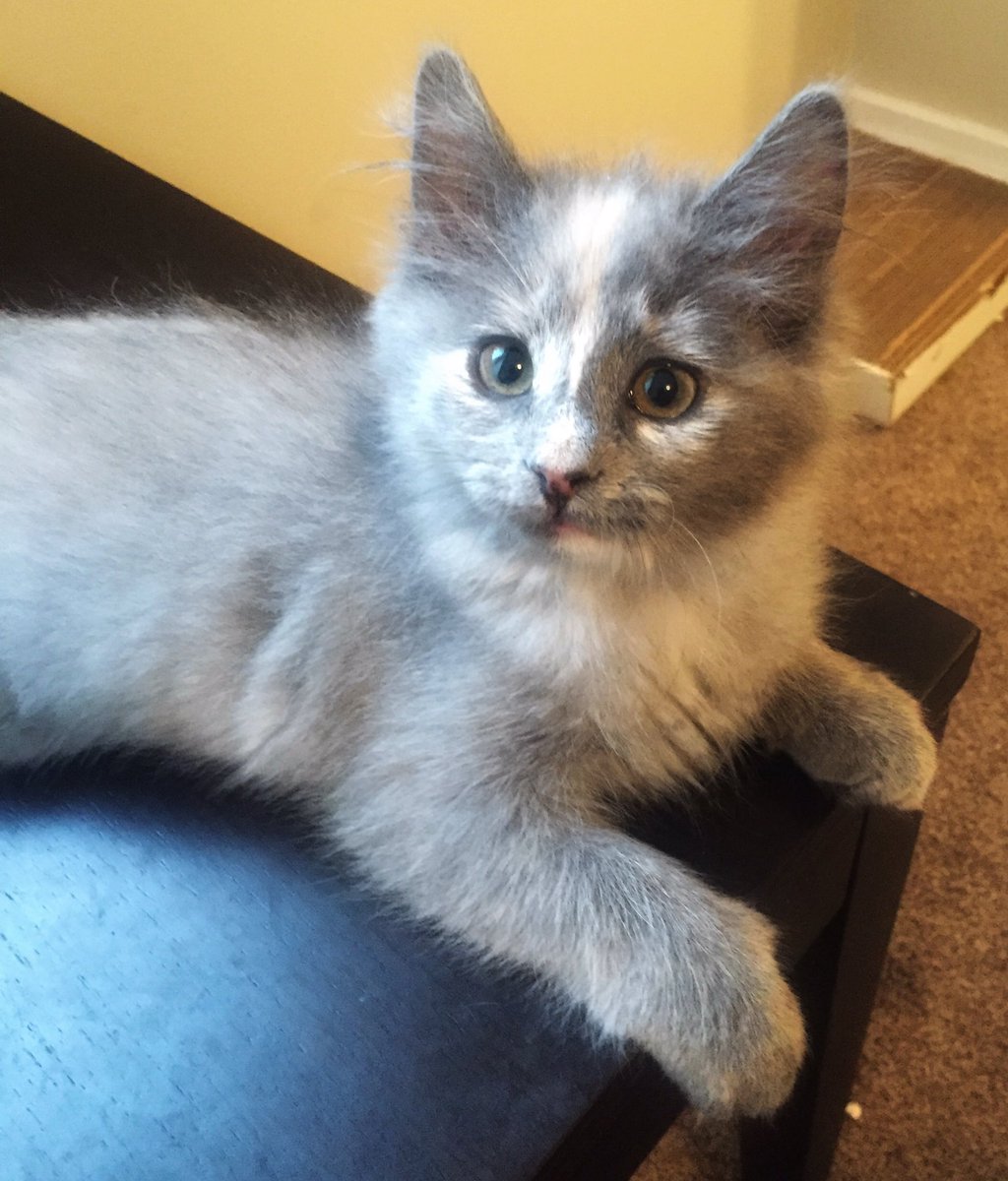 monica_golab's tweet photo. These two are my Foster kittens available for adoption. The grey one is a female (Amber) and the black one is a male (Umbry). They are available through Paws in Need. Message me for details 💕
#adoptdontshop #rescuebabies #pawsinneed https://t.co/bmNMaYofH0