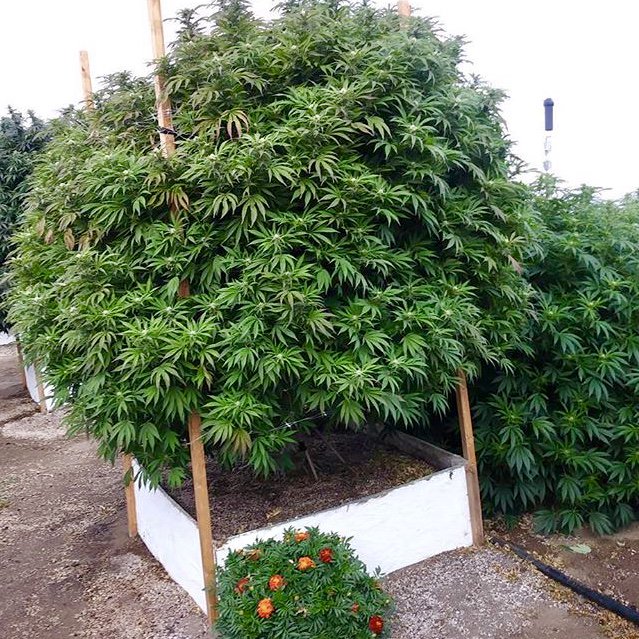 QuincyGreenLLC's tweet photo. Healthy plants repel predators.  They also like the marigolds we plant to protect them. #pesticidefree #sustainableflower #companionplanting https://t.co/BtcNptL9wm