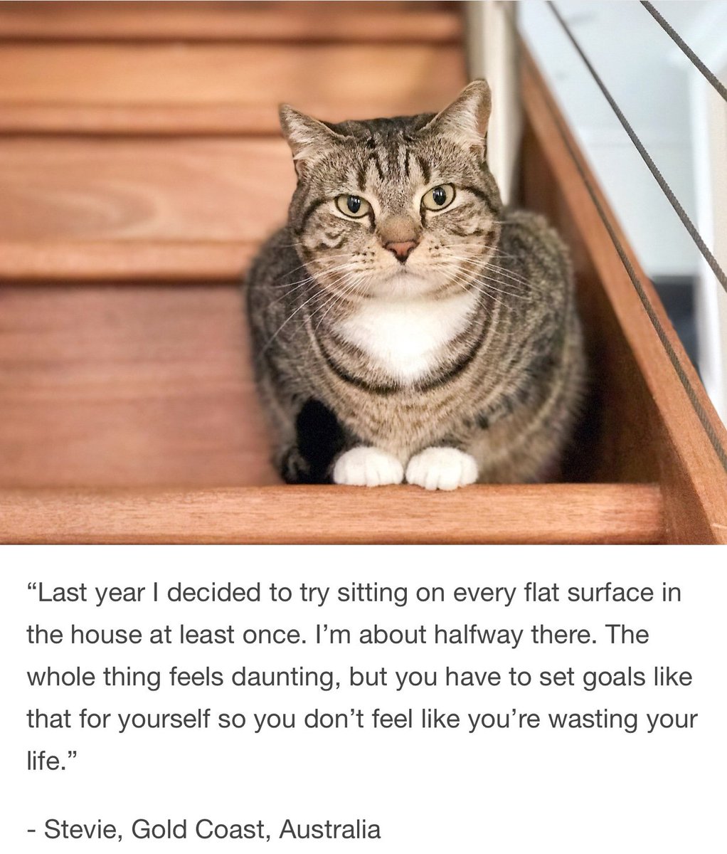 frodoboop's tweet photo. #felinesofnewyork https://t.co/vyytJ398ae