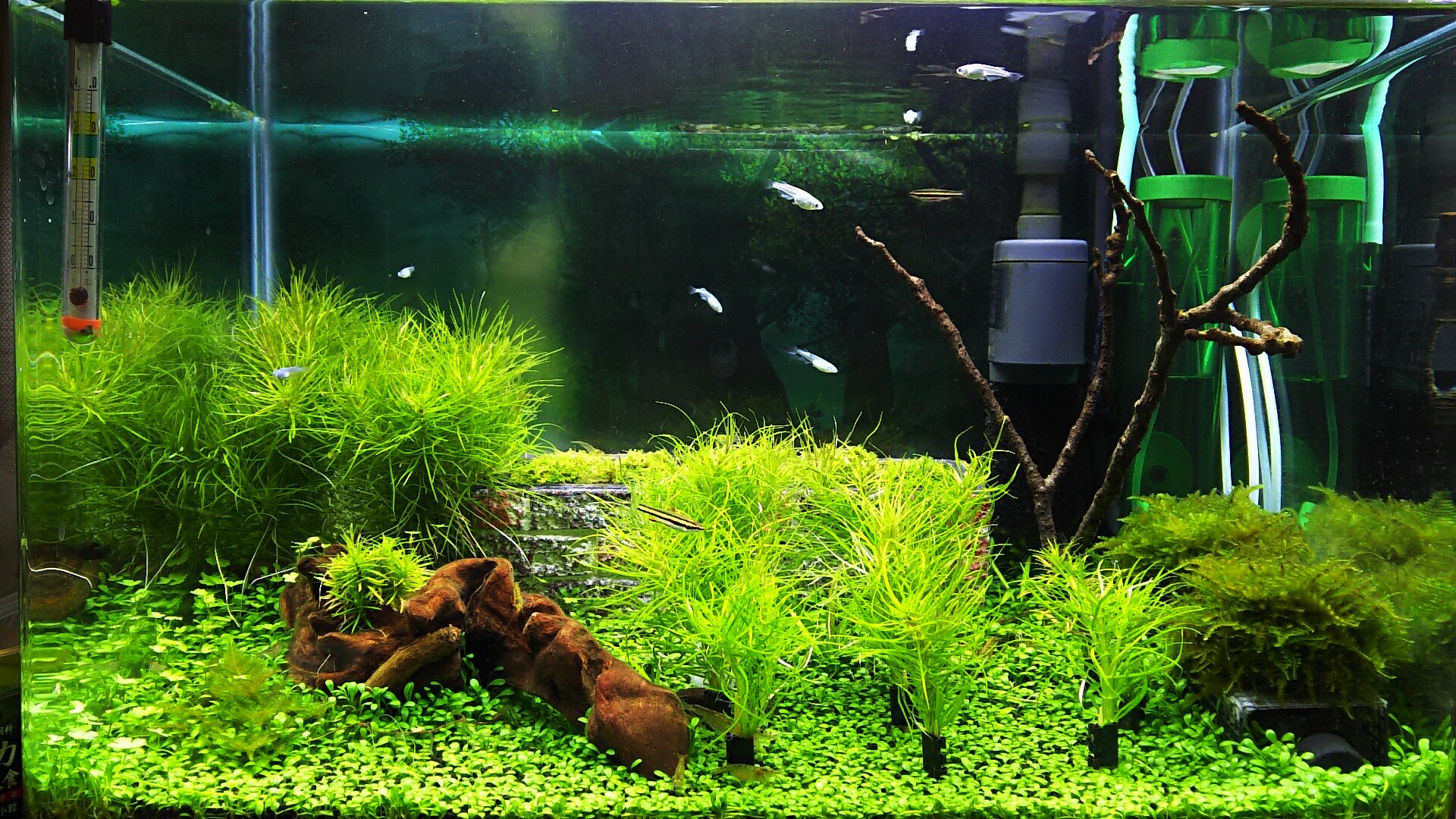 しのあ 水草水槽の方はポゴステモン デカネンシスさんが爆殖中 トリミングした分を一時保管してるのでレイアウトも何もw ちなみに敷いてあったレンガは スティグマに覆われて見えなくなってたので撤去しました T Co Szto3gxoga Twitter