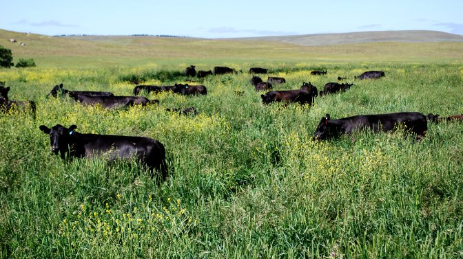SoilsforLife's tweet image. Changing management to make the most of rainfall #RegenerativeAgriculture case study soilsforlife.org.au/cs-gunningrah #fixerosion #profitstability