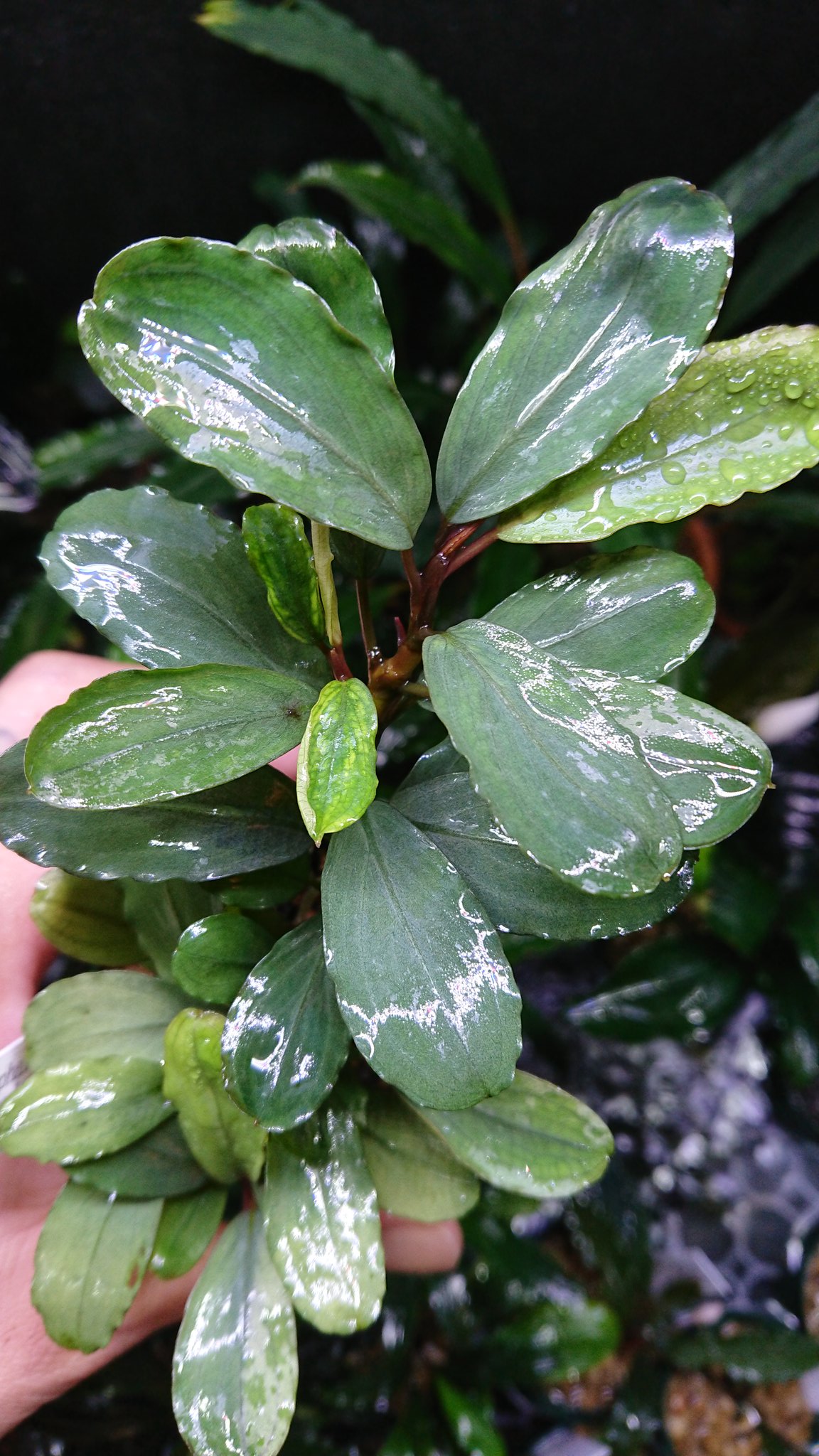 Lequio Aqua Tb Bucephalandra Sp Kayu Lapis3 画像1 2どちらも カユ3 です ブセファランドラ カユラピス アクアリウム 水草 Bucephalandra Tb便 Kayulapis Aquarium T Co Gw68dhar9x Twitter