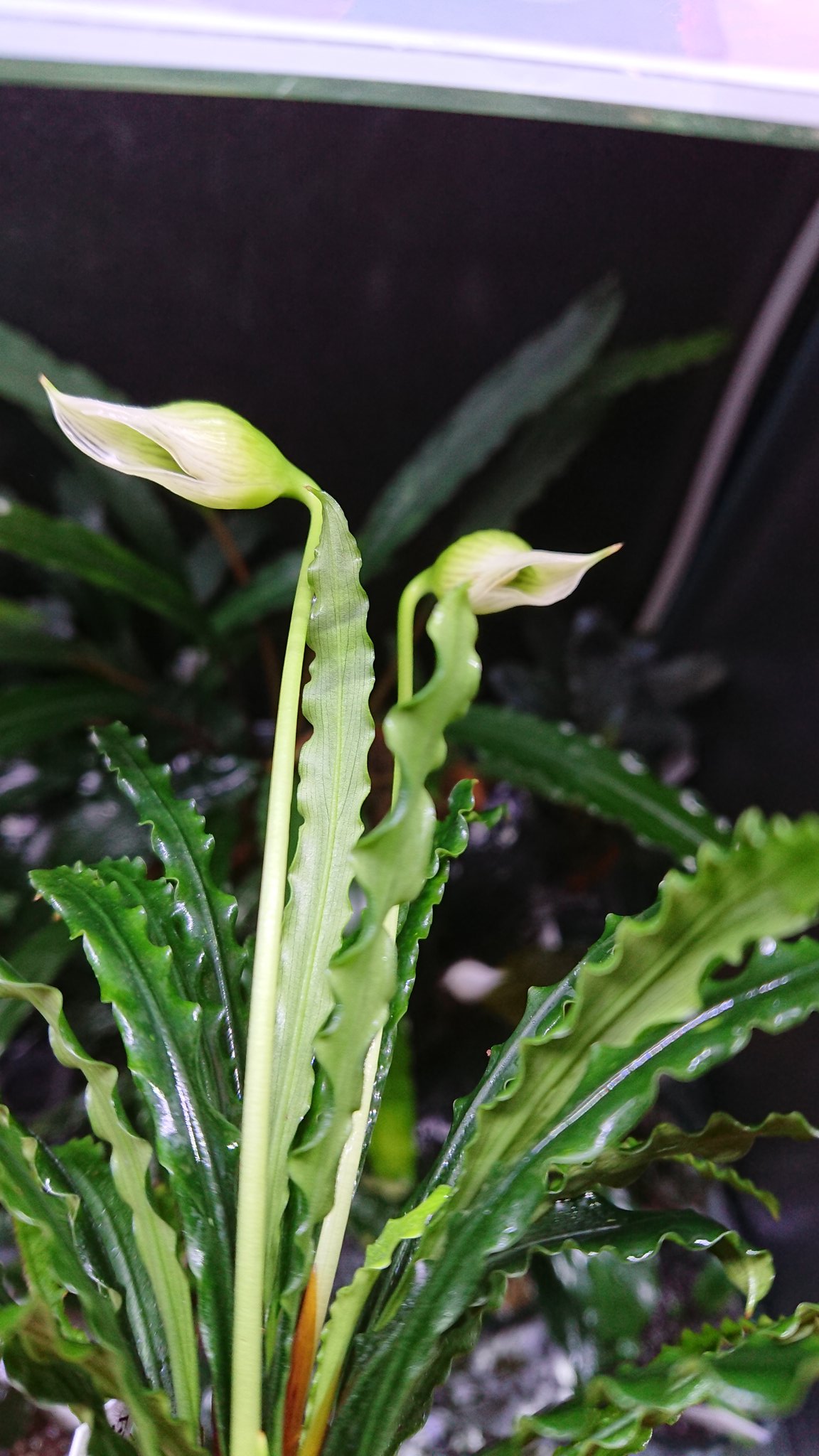 フェネストラタルム　ムリアディ　TB Fenestratarum mulyadii ”Mahakam hulu” Kalimantan timur【TB】