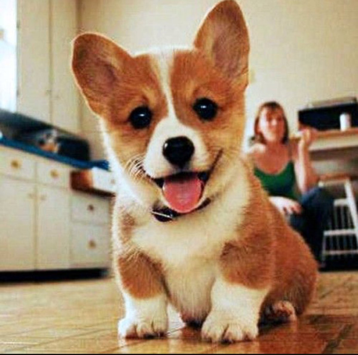 mat_white11's tweet photo. β¨HMU if anyone finds a baby corgi anywhere β¨ #notjoking #helpmefindone https://t.co/jukCAj1z1C