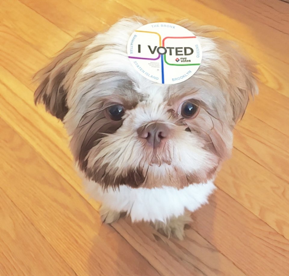 ShihTzuMolly's tweet photo. Ruff! I voted like a big dog, for a big dog. Did I win? https://t.co/uYFZFRfSz6