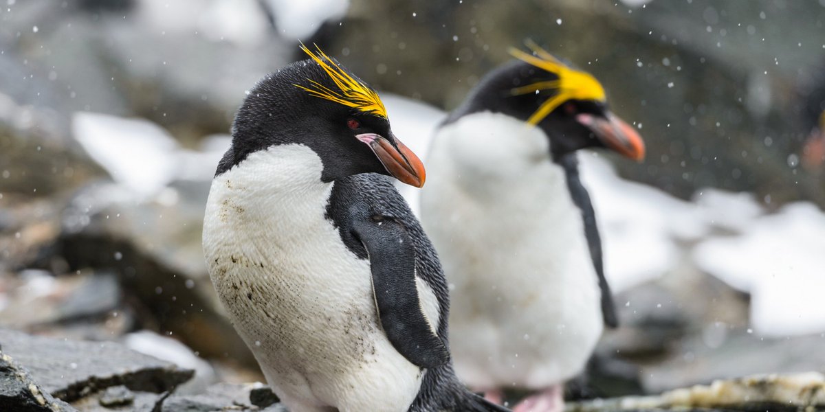 UnboundAdv's tweet image. Did you know there are 7 different species of penguins found in the Antarctic? These little beauties are macaroni penguins, the most numerous of the world’s penguins. Learn more on our Polar Unbound site! polarunbound.com/penguins