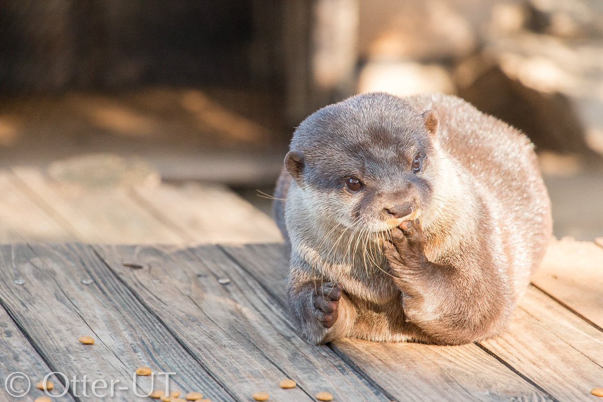 otter_ut's tweet photo. 先日のウソ活写真です！　先日のカワウソゥ選挙で17位、18位に輝いたナオとマロンをはじめ、多くの人気を博していました。（ossan）
#市川市動植物園
#コツメカワウソ https://t.co/9lswiF4cud