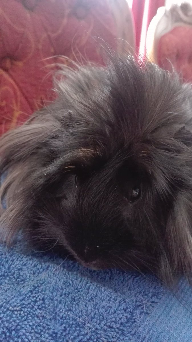 DonCuiCui_90's tweet photo. Al igual que ellos, pueden compartir por dm sus imágenes, y sin engañar obviamente. Pronto podemos compartir con otros #Cobayos o #Cuyis del mundo, y también otros animales exóticos y/o domésticos como perros o gatos.
#GuineaPigs #Cobayos #GuineaPigTwitter https://t.co/8IfT5Dgbzm