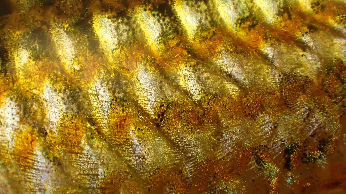 Small_and_Fishy's tweet image. How did the fish get over the dam?
#photography #fish #scales
#macro #pretty @FishLab_MQ