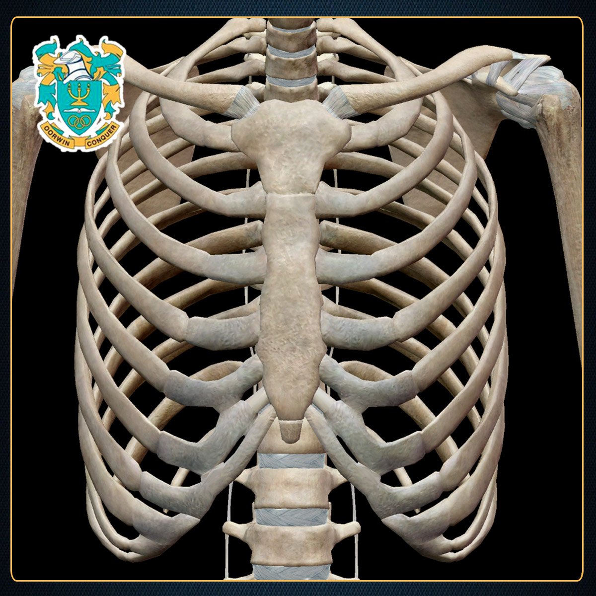 OuteniquaP's tweet photo. #DidYouKnow 8% of people have an extra rib. #GardenRoute #OuteniquaPrimary #funfact #kids #school https://t.co/HEHoIIYn4w
