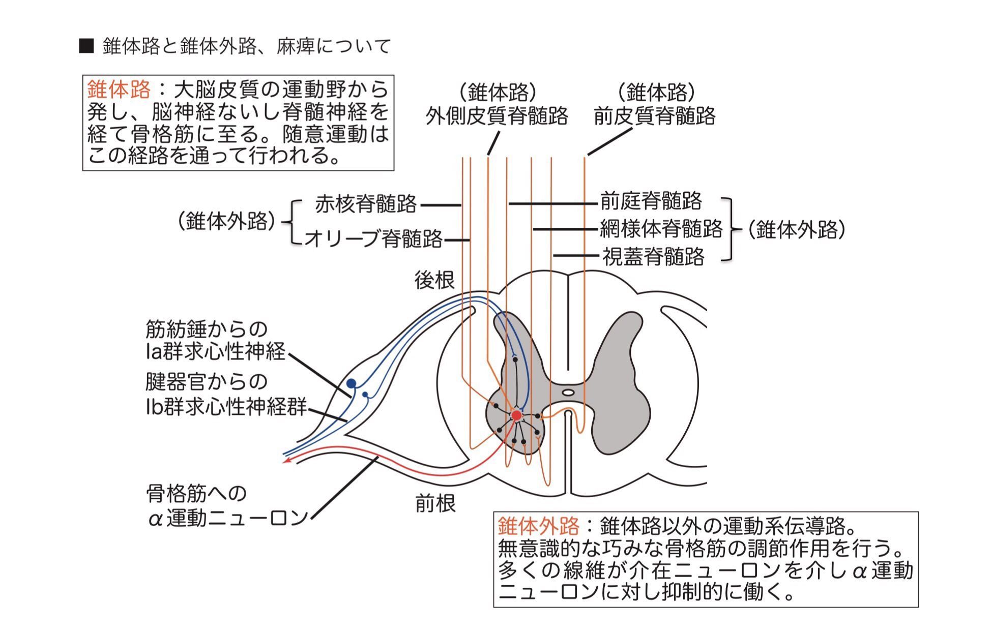 かずひろ先生 なるほど解剖学 Auf Twitter 錐体路の障害で痙性麻痺 錐体路以外の運動に関係のある下行性伝導路 を錐体外路といい 多くは介在ニューロンを介しa運動ニューロンに対して抑制的に働く 錐体路が傷害されるときに多くは錐体外路も障害されることにより かずひろ先生 なるほど解剖学 Auf Twitter 錐体路の障害で痙性麻痺 錐体路以外の運動に関係のある下行性伝導路 を錐体外路といい 多くは介在ニューロンを介しa運動ニューロンに対して抑制的に働く 錐体路が傷害されるときに多くは錐体外路も障害されることにより