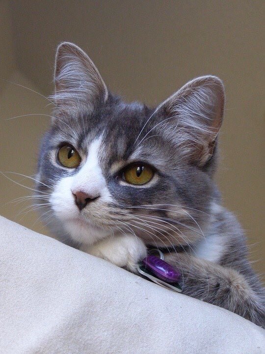 Crysd3's tweet photo. Have a lovely day! ✨✨🐱🌷✨✨

#whiskerswednesday https://t.co/iCdXsQpLy6