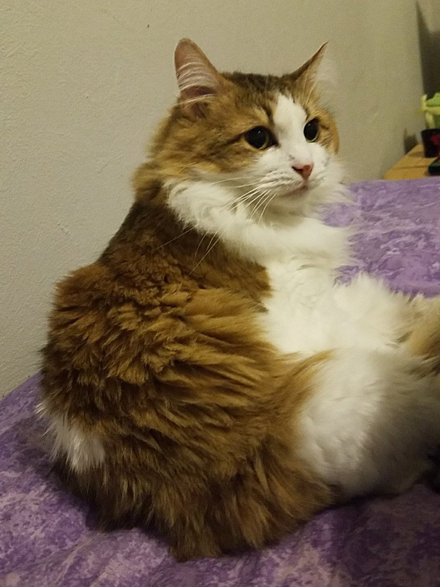 NatsNeko's tweet photo. Such majestic #actuallymadestic #Mutini #catsoftwitter #futurecatlady https://t.co/Ccov8zbqar