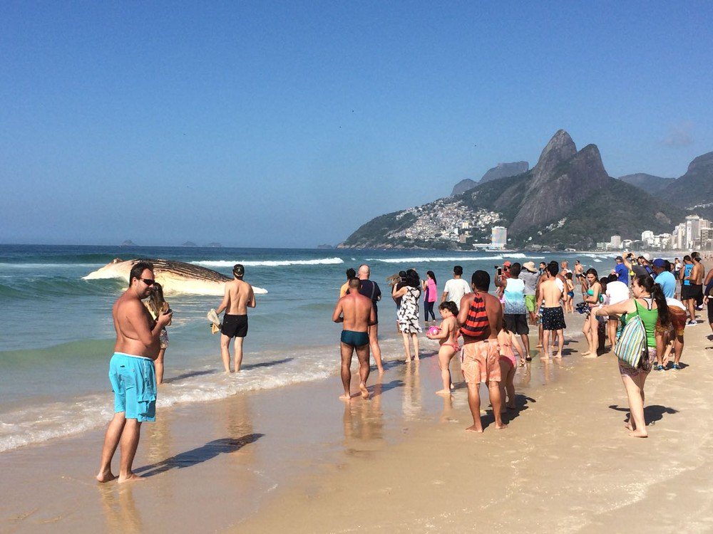 g1's tweet image. Baleia morre encalhada na Praia do Arpoador, no Rio glo.bo/2AIDpyE #G1Rio