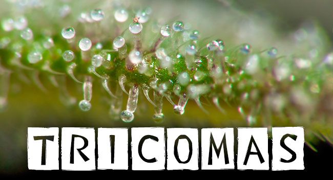 RevistaYerba's tweet photo. ¿Cómo controlar la #maduración de los #tricomas? https://t.co/mfL1LPIiZp| Vía @Yervaguena https://t.co/TrZlqoE2xm
