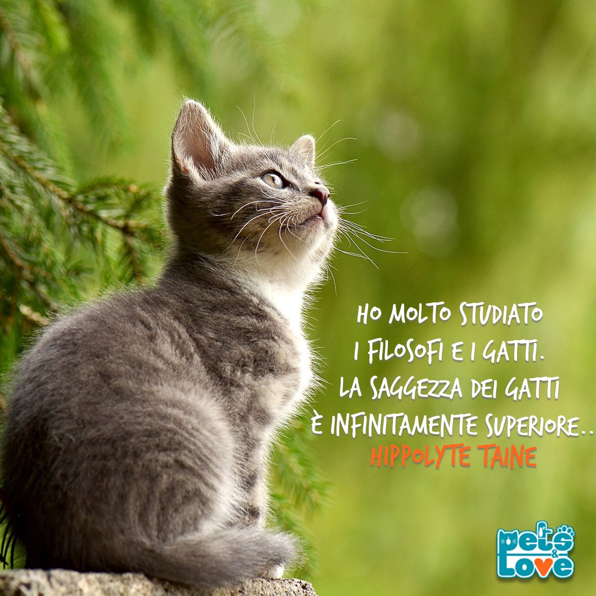PetsAndLoveIT's tweet photo. Anche voi amate i gatti? #PetsAndLove https://t.co/8ikdrlAHKk