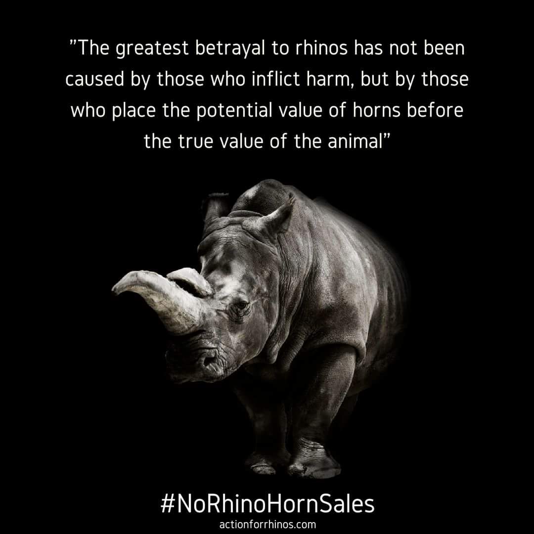 ActionForRhinos's tweet photo. .@piersmorgan @susannareid100 @GMBDaily Farming #rhinos is NOT conservation. PLZ read this blog link >>> https://t.co/IUA1gefJZL #Rhinospiracy #AidNotTrade #CannedRhinos https://t.co/H6ASBURkQG