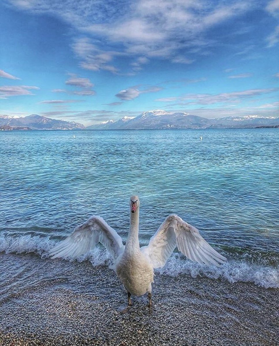 L’essenza del lago in una foto 💙...
Il #Buongiorno di oggi è da #Desenzano del @GardaLombardia 

#GuardailGarda
#gardaoutdoors

📷gardaetmagis dal nostro profilo IG