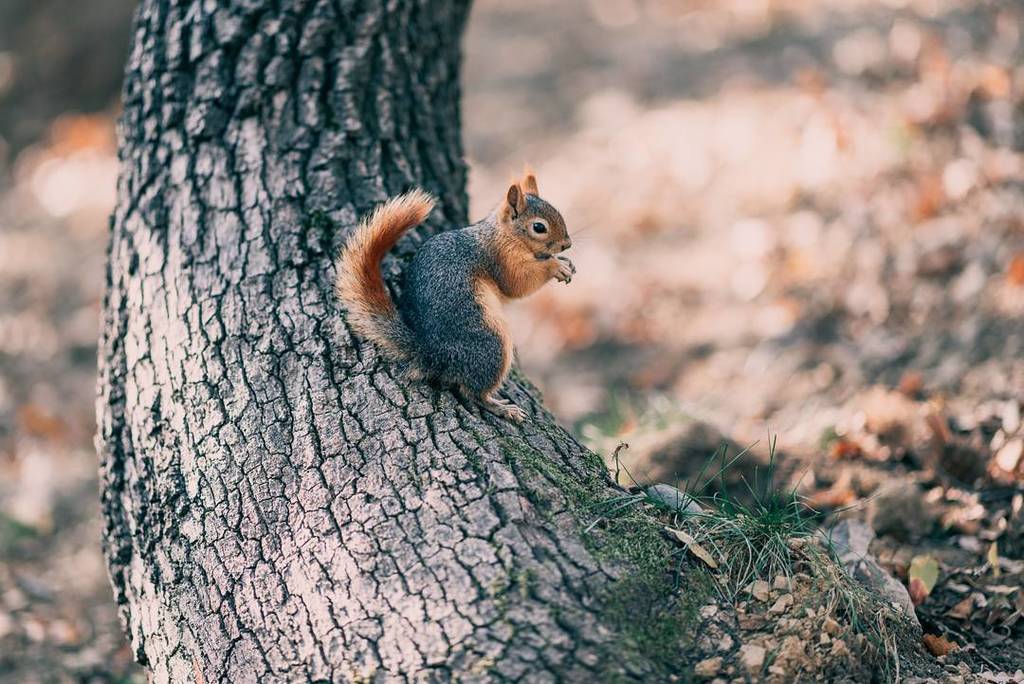 baozkan's tweet photo. Cute little friends.
#cutelittlefriends
#squirrel#squirrellife#visitistanbul #igscwildlife #finnisnature
#splend… https://t.co/AJcLU8yNMY https://t.co/zufTWvdk7T